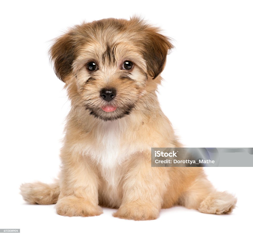 Cachorro-de-cachorro havanese sentado fofo - Foto de stock de Filhote de cachorro royalty-free