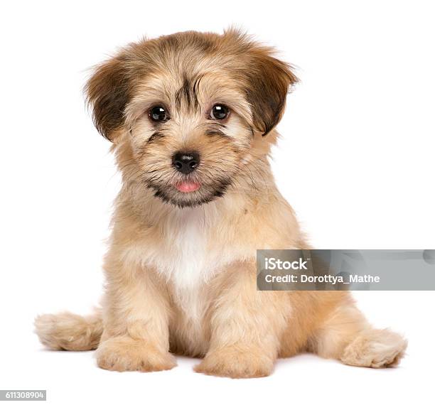 Foto de Cachorrodecachorro Havanese Sentado Fofo e mais fotos de stock de Filhote de cachorro - Filhote de cachorro, Fundo Branco, Fofo - Descrição Geral