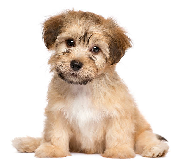 istock Cute sitting havanese puppy dog 611309086