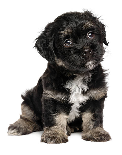 istock Cute sitting black and tan havanese puppy dog 611309304