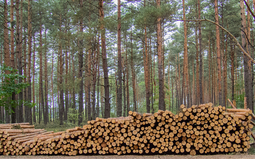 Pine logs lying in the forest.