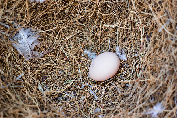 istock Chicken Egg in the Hay Nest 611309952