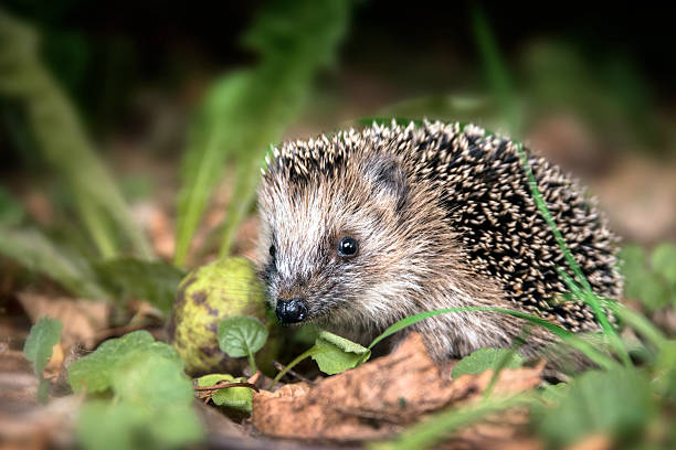 young hedgehog (Erinaceus europaeus) in the autumn forest little young hedgehog (Erinaceus europaeus) in autumn forest looking for food in the undergrowth, selected focus, narrow depth of field hedgehog stock pictures, royalty-free photos & images