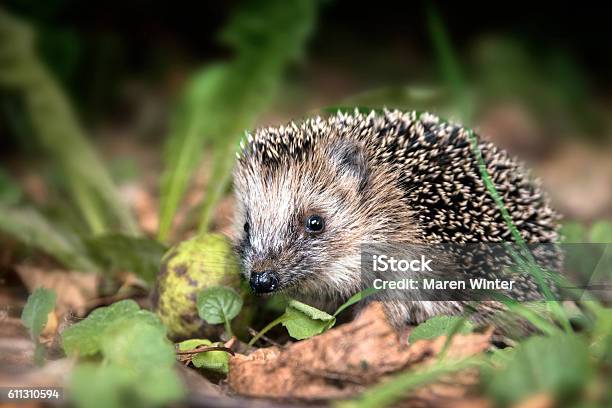 Young Hedgehog In The Autumn Forest Stock Photo - Download Image Now