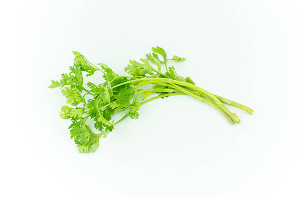 istock Green coriander isolation on a white background. 611310726