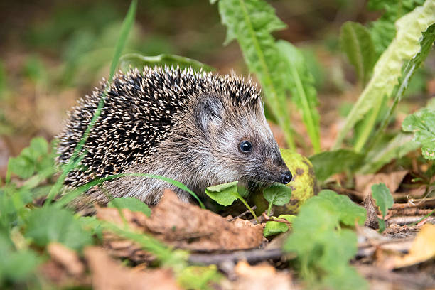 istock young hedgehog (Erinaceus europaeus) in autumn looking for food 611310820