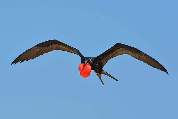 istock Male Frigate in Flight 611310896