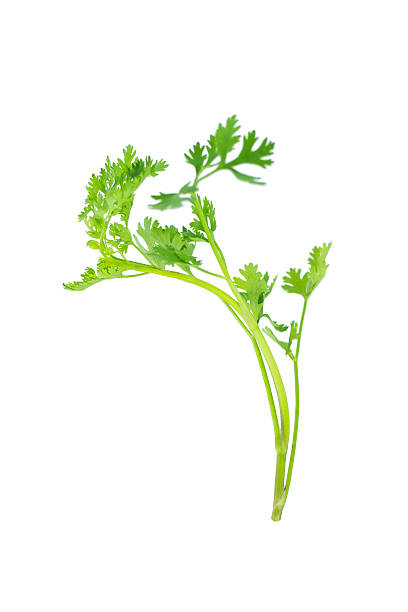 istock Green coriander isolation on a white background. 611311084