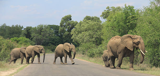 istock Family of elephants 611311420