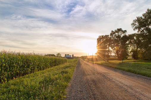 A rural Minnesota scene with country road, rustic barn and silo. This shot includes a cornfield during autumn sunset. 
