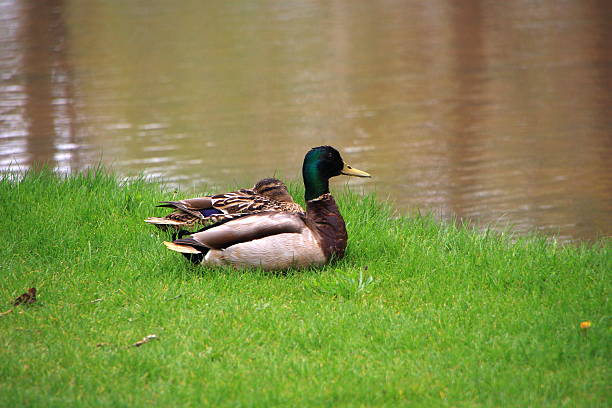 istock Duck of the park 611311996