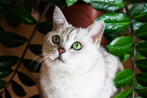 Portrait of adult green-eyed white cat next to houseplant,