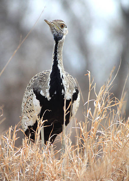 istock Bustard Bird in Tanzania 611312668