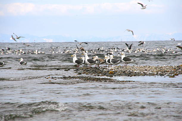istock Gull of Shakotan Peninsula 611312852