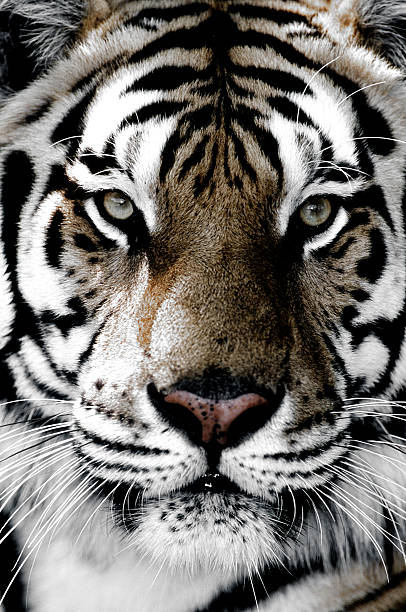istock Tiger close-up of face 611313184
