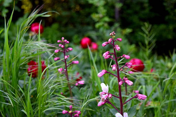 frühlingsblumen auf wildem pfingstrosenhintergrund - flower spring field nature stock-fotos und bilder