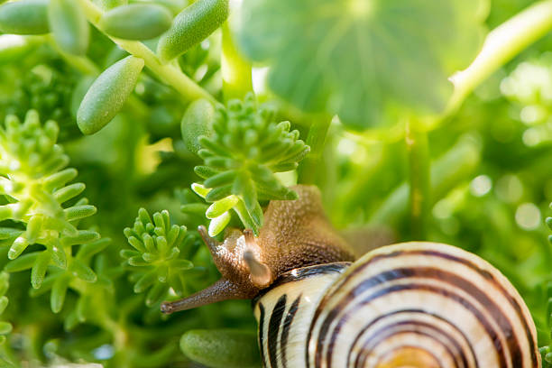 istock Snail and Fleshy plant 611314558