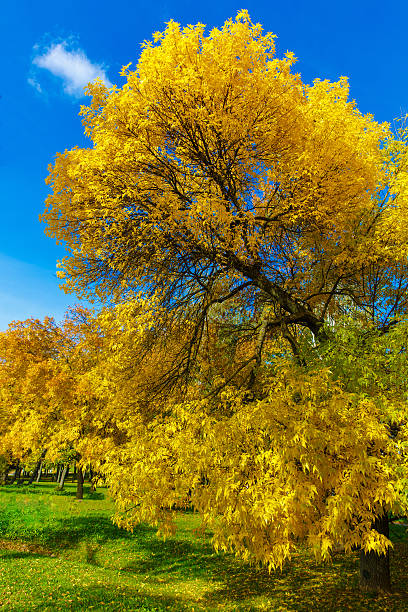 istock autumn tree with yellow leaves against the blue sky 611315590