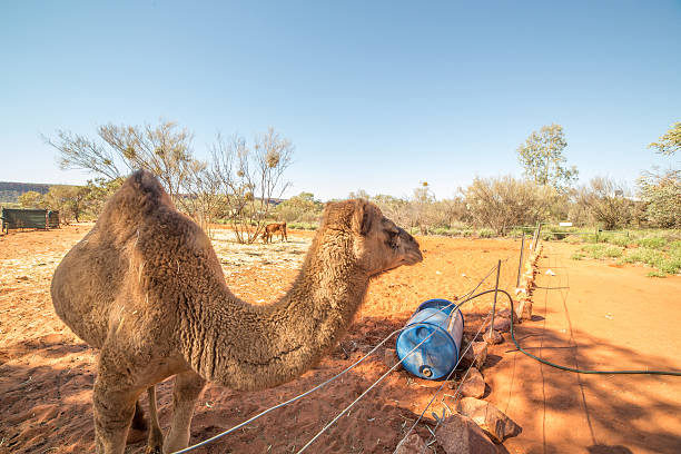 istock Baby camel in Australia 611316096