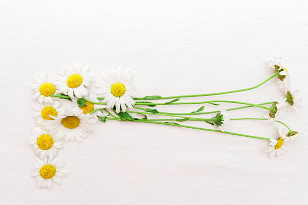 istock Bunch of chamomile on white background 611316388