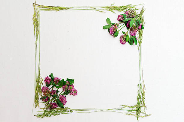 istock Frame with clover and field grass on white 611316840