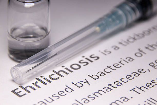 istock Ehrlichiosis 611317114