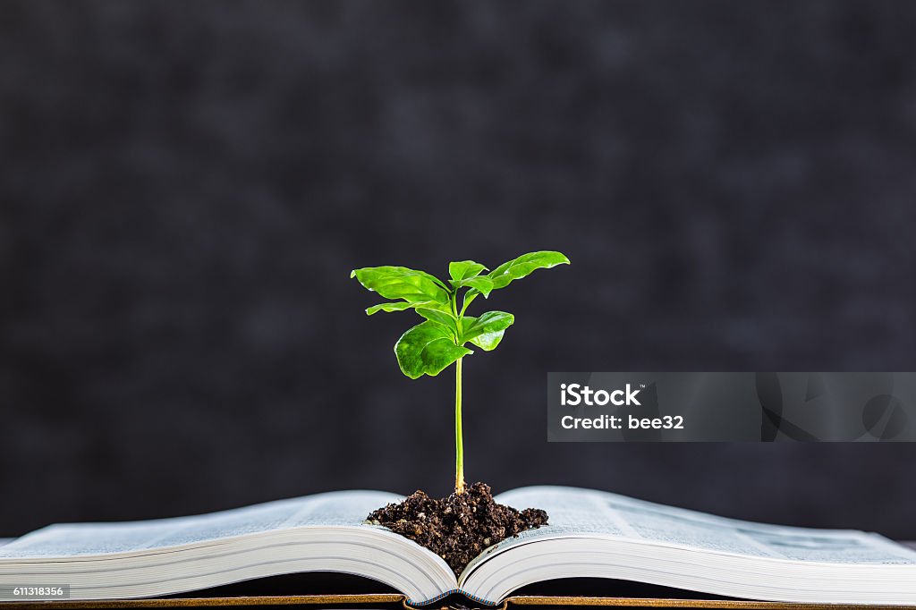 Books and plant Book Stock Photo