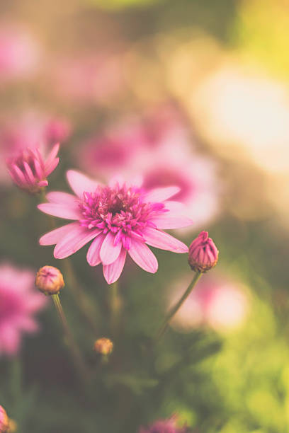 istock Pink dahlias growing in warm sunlight 611318446
