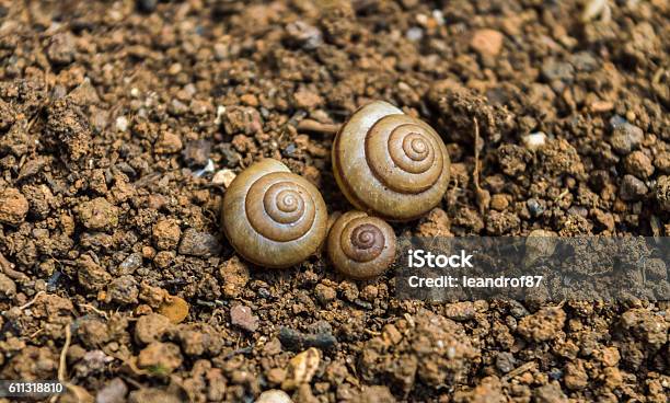 Three Snail Shells Stock Photo - Download Image Now - Animal, El Caracol, Forest