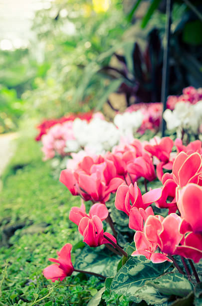 istock flower in garden 611318890