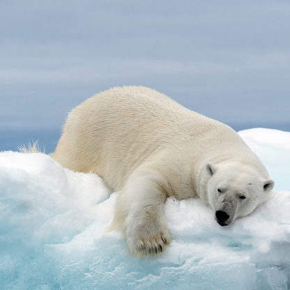 A polar bear lounging on the pack ice in the Arctic Ocean north of Spitsbergen, Svalbard.