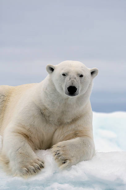 Polar Bear Portrait A polar bear on the pack ice in the Arctic Ocean north of Spitsbergen, Svalbard. polar bear stock pictures, royalty-free photos & images