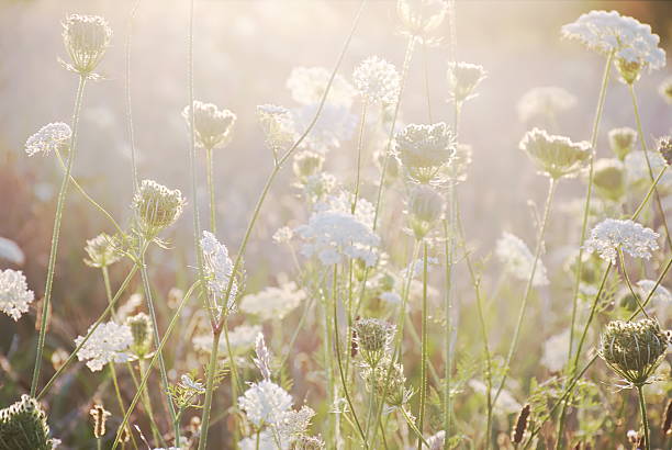 istock Queen's Anne Lace and Summer Grass, Evening 611319838