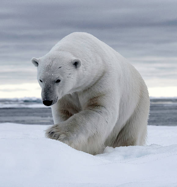 Polar Bear Pack Ghiaccio - foto stock