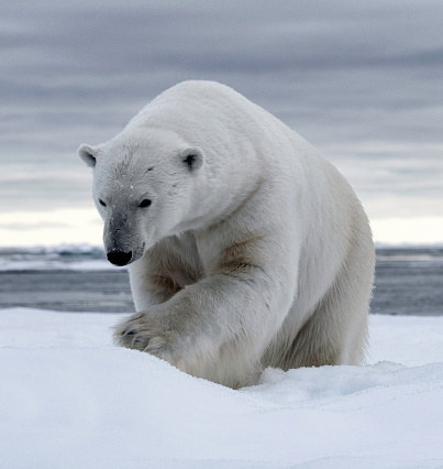 Polar bear swimming in Arctic Ocean . Wild animal in the sea