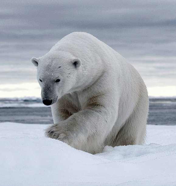 Polar Bear Pack Ice stock photo