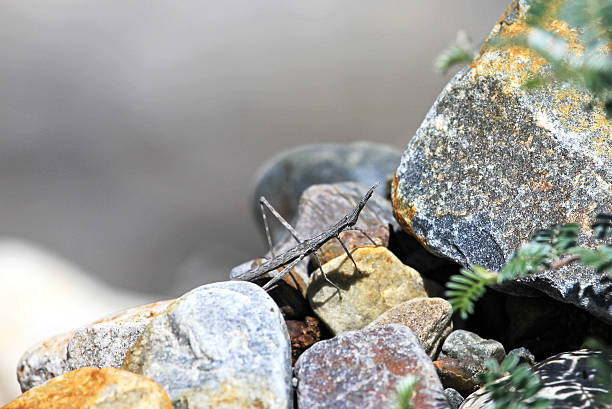 istock Stick grasshopper the master of camouflage 611320528