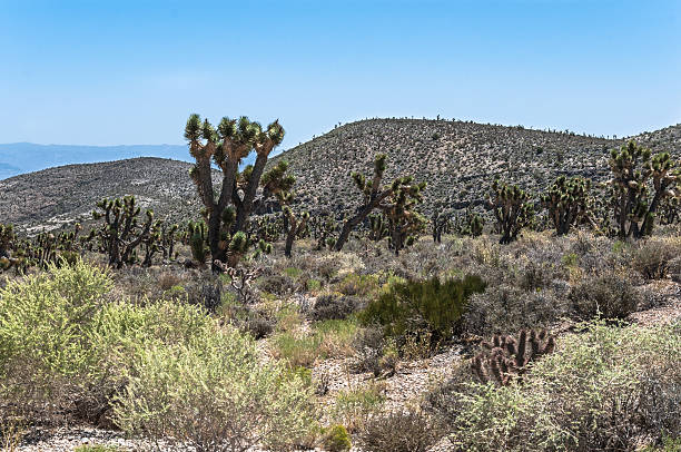 istock Joshua tree forest, Mount Charleston, Nevada 611321888