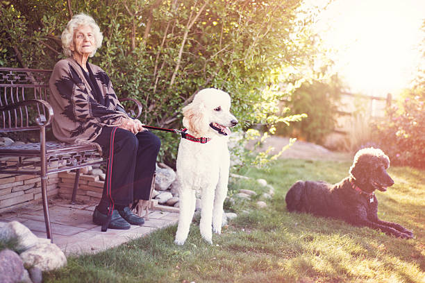 istock Senior Woman with Dogs Outside 611322092