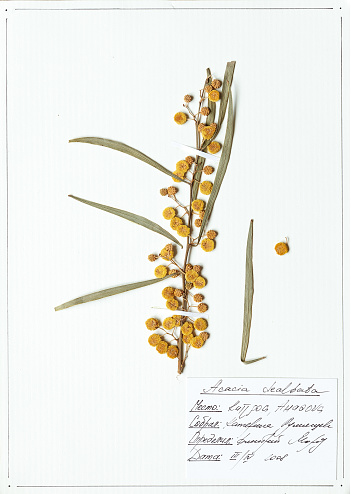 Herbarium sheet of Acacia dealbata.