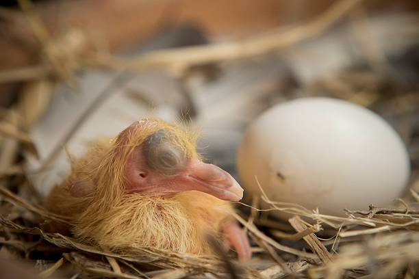 istock first day of pigeon bird hatching in home loft 611322456