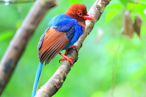 istock Sri Lanka or Ceylon Blue Magpie 611322934