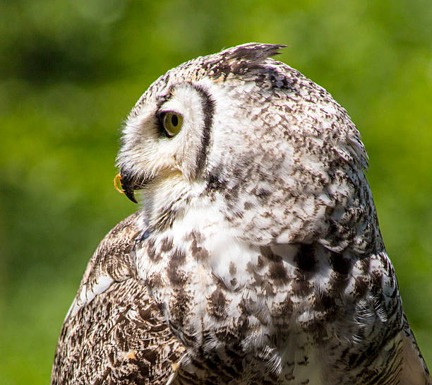 istock Food on the Beak 611322938