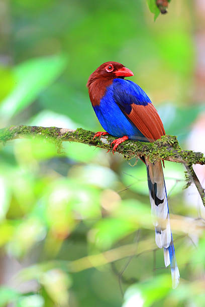 istock Sri Lanka or Ceylon Blue Magpie 611323038