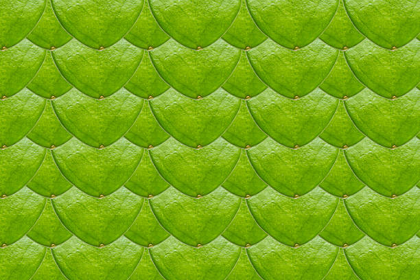 istock Close up of hoya leaf 611324308