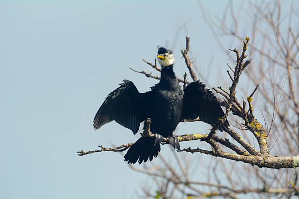 istock Pied Shag Cormorant 611324326