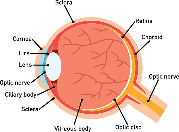 illustrations, cliparts, dessins animés et icônes de diagramme d’anatomie des yeux,illustration. - choroid