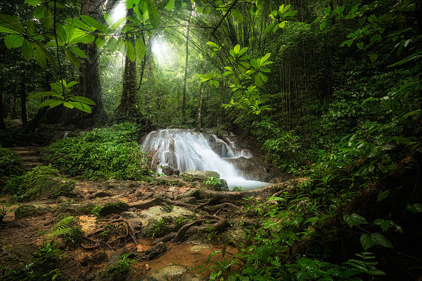 깊은 열대 정글의 폭포. - awe beauty in nature waterfall cool 뉴스 사진 이미지