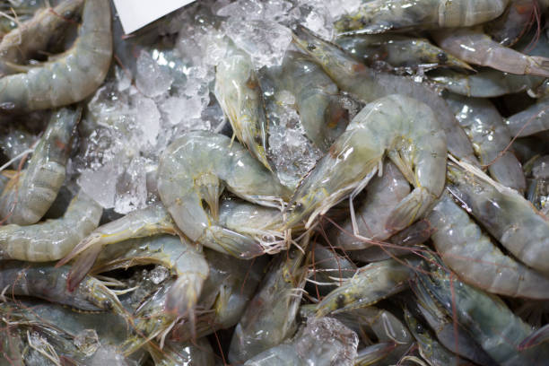 istock Sea prawn seafood raw material 611326170