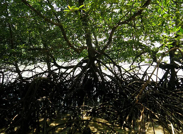 Big Mangrove and roots on sand, Thailand